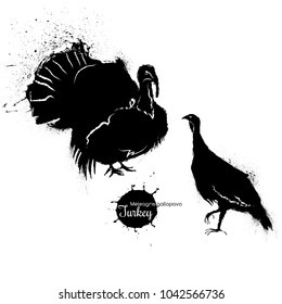 Turkeys illustration in grunge style