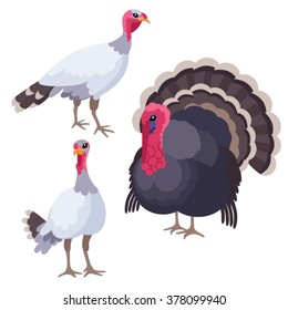 Turkeys on white background / There are three turkeys in cartoon style
