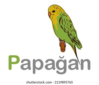 
Turkish alphabet with the image of a parrot. Translation from Turkish: parrot. Vector hand drawn illustration