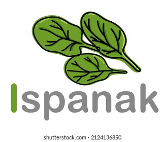 Alfabeto turco con espinacas. Traducción del turco: espinacas. Ilustración dibujada a mano por el vector