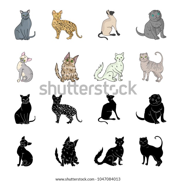 Turkish Angora British Longhair Other Species Stock Vector