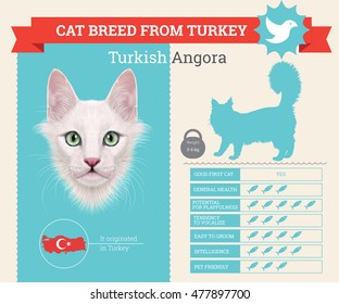 Turkish Angora Cat breed vector infographics. This cat breed from Turkey