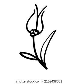 Turkish tulip. A hand-drawn flower. Symbol. Logo. Vector doodle illustration.