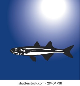 Ã?amuka from Turkish waters, Atherina Hepsetus, Grosser Ahrenfisch, Poisson D'argent