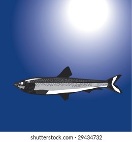 Ã?aÃ§a from Turkish waters, Sparattus Sprotte, Sprat