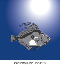 DÃ¼lger from Turkish waters, Zeus Faber, Peterfisch, Saint Pierre