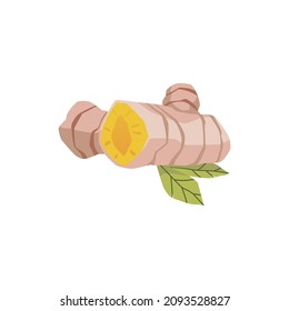 Turmeric or curcuma fresh root with green leaves, hand drawn flat vector illustration isolated on white background. Turmeric natural food spice and medical herb.