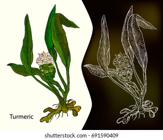 Turmeric. Curcuma longa. Hand drawn vector illustration. Ink herbal illustration.