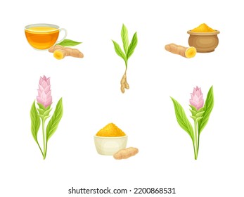 Turmeric or Curcuma Longa Rhizomes and Powder with Flowering Plant Vector Set