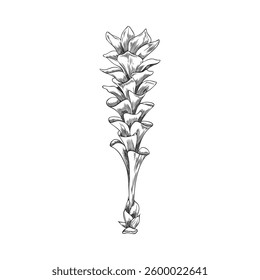 Turmeric flower engraved sketch icon. Hand drawn Curcuma blossom plant, blooming floral design element. Vintage one garden flower ink style. Ayurveda herb, medical plant. Vector illustration isolated