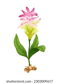Turmeric flowers, root and leaves vector illustration. Cartoon isolated turmeric ayurvedic botanical plant with green leaf on stem and exotic pink blossom growing from orange tuber of Curcuma longa