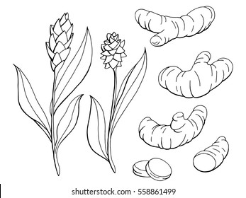 Turmeric graphic black white isolated sketch illustration vector