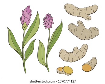 Turmeric graphic color isolated sketch set illustration vector