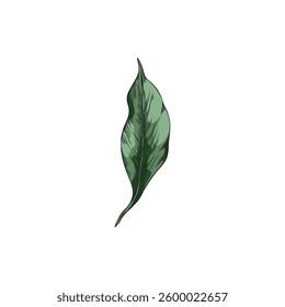 Turmeric green leaf sketch vector icon. Summer garden foliage, tea herb. Hand drawn falling floral single color design element isolated. Natural essential cosmetic and medical plant