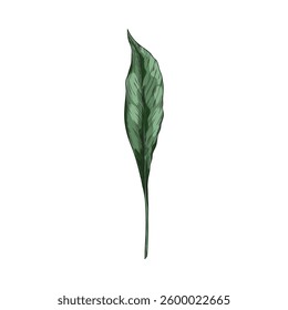 Turmeric green leaf sketch vector icon. Summer garden foliage, tea herb. Natural essential cosmetic and medical plant. Hand drawn falling floral single design element isolated