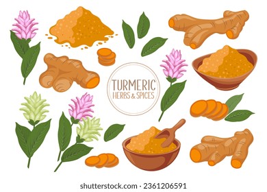 Iconos de cúrcuma. Polvo seco de cúrcuma, raíces de cúrcuma, rodajas y flores. Hierbas y especias. Curcuin. Ilustración botánica, vector