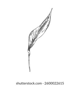 Turmeric leaf engraved sketch vector icon. Summer garden foliage, tea herb. Hand drawn falling floral single design element isolated. Natural essential cosmetic and medical plant ink style