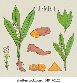 Turmeric medical botanical isolated illustration. Plant, root  cutaway, leaves, spices hand drawn set. Vintage sketch colorful.