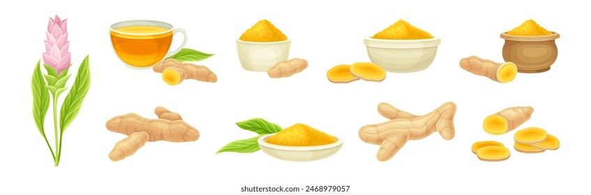 Turmeric Plant with Root as Cooking Flavor Vector Set