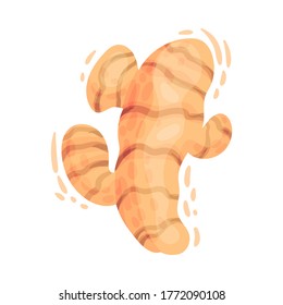 Turmeric Rhizome or Root Isolated on White Background Vector Illustration