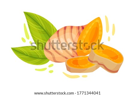 Turmeric Rhizome or Root Isolated on White Background Vector Illustration