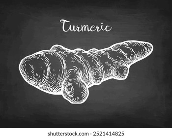 Turmeric root. Chalk sketch on blackboard background. Hand drawn vector illustration. Retro style.