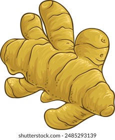 Turmeric Root Colored Detailed Illustration.
