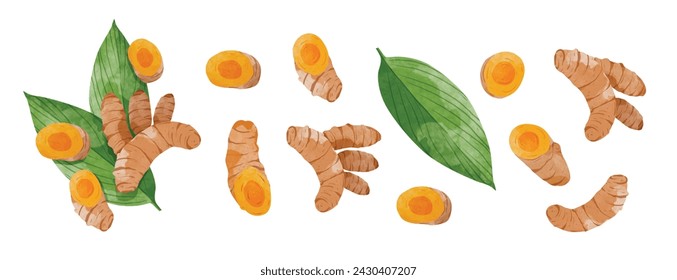 Turmeric root Design elements set. watercolour style vector illustration.