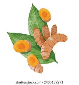 Turmeric root Design elements. watercolour style vector illustration.