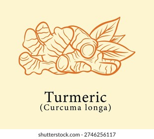Turmeric Root Engraving Illustration with Curcuma Longa Botanical Vintage Hand Drawn Herbal Medicinal Plant Design