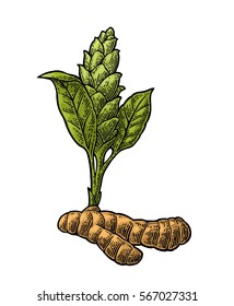 Turmeric root and flower. Hand drawn vector color vintage engraved illustration. Isolated on white background. For poster, label
