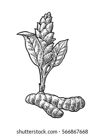 Turmeric root and flower.Vector vintage engraved illustration. Isolated on white background.