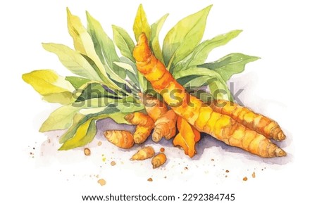 Turmeric root and green leaf. Watercolor hand drawn illustration, isolated on white background stock illustration
