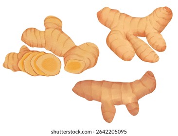Turmeric Root Herb and Spice for Food, Herbal Medicine, and Culinary Illustration