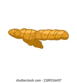 Turmeric root. Isolated vector illustration of spices and herbs on a white background.