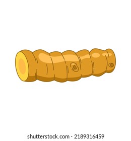 Turmeric root. Isolated vector illustration of spices and herbs on a white background.