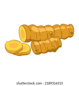 Turmeric root. Isolated vector illustration of spices and herbs on a white background.