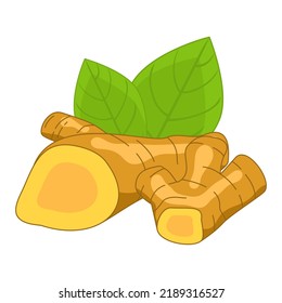 Raíz cúrcuma. Ilustración vectorial aislada de especias y hierbas en un fondo blanco.
