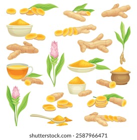 Turmeric Root Nature Spice and Plant Vector Set