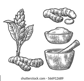 Turmeric root, powder and flower with pestle and mortar. Hand drawn vector vintage engraved illustration. Isolated on white background.