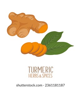 Turmeric root and turmeric slices. Herbs and spices. Curcumin. Illustration, vector