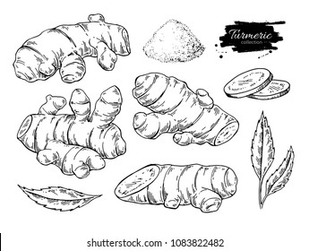 Ilustração desenhada à mão do vetor raiz de cúrcuma. Desenho de curcuma, pó, folha e pedaços cortados. Sabor de estilo gravado. Esboço de especiarias de ervas Ingrediente alimentar de desintoxicação.