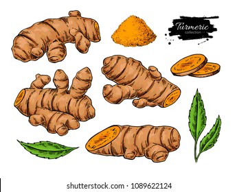 Turmeric root vector hand drawn illustration.  Curcuma, powder, leaf and sliced pieces drawing. Natural flavor. Herbal spice sketch. Detox food ingredient.