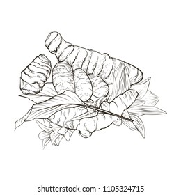 Turmeric root vector sketch black and white illustration. Curcuma, leaves, flowers