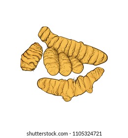 Turmeric root vector sketch colorful illustration. Ayurvedic organic product