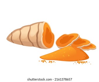 Turmeric root whole and slice vector illustration on white background