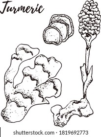 Turmeric. Set of hand drawn vector spices and herbs. Medicinal, cosmetic, culinary plants. Seeds, branches, flowers and leaves. Different types of condiment.