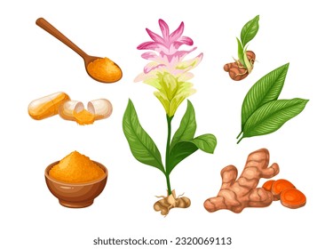 Ilustración vectorial de conjunto de cúrcuma. Caricatura aislada Colección Curcuma longa, planta natural fresca con flores, hojas y raíces verdes, rodajas de tubérculos y polvo seco de cúrcuma en tazón y cuchara de madera