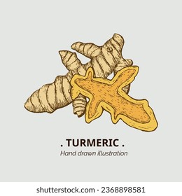 Esbozo de cúrcuma. Cúrmica de ilustración de vector dibujada a mano. diseño de logotipo de cúrcuma. Ilustración vectorial de cúrcuma para menú, logotipos, etiqueta, embalaje.