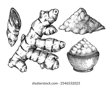 Kurkuma-Skizzen eingestellt. Kurkuma-Gewürzzeichnung. Indische Kräuter und Gewürze, handgezeichnet, Vektorgrafik. KEINE AI generiert